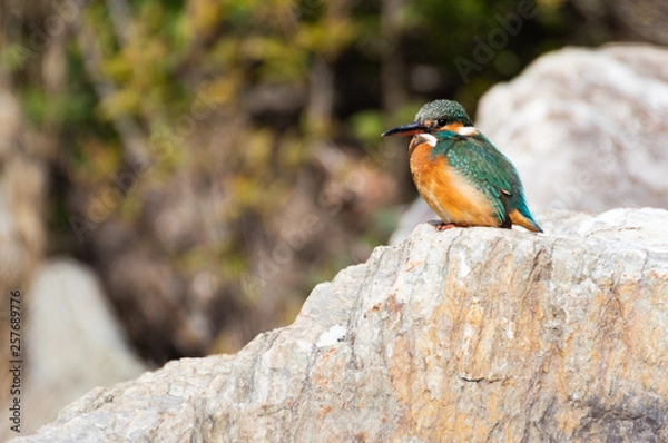 Fototapeta 岩の上のカワセミ