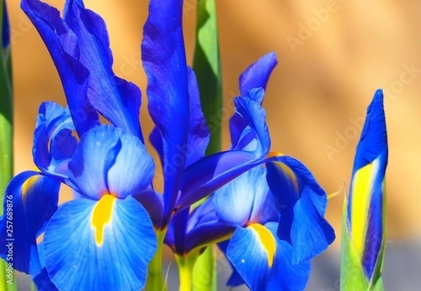 Fototapeta OLYMPUS DIGITAL CAMERA