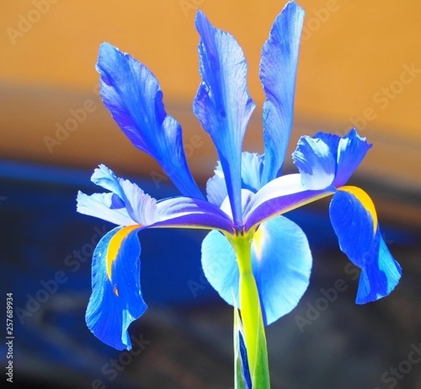 Fototapeta OLYMPUS DIGITAL CAMERA