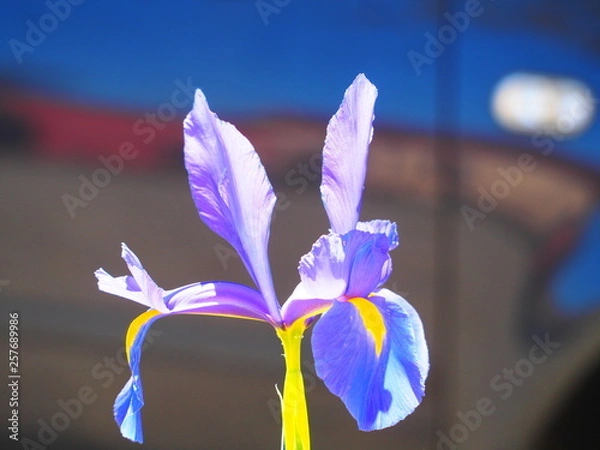 Fototapeta OLYMPUS DIGITAL CAMERA