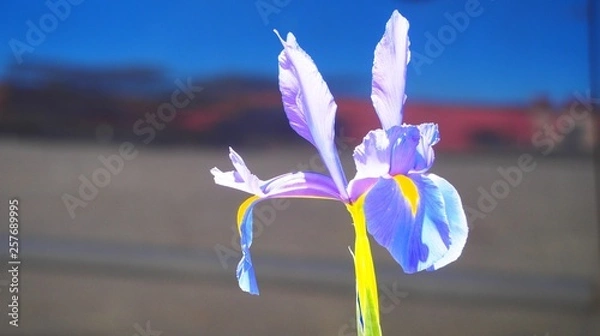 Fototapeta OLYMPUS DIGITAL CAMERA