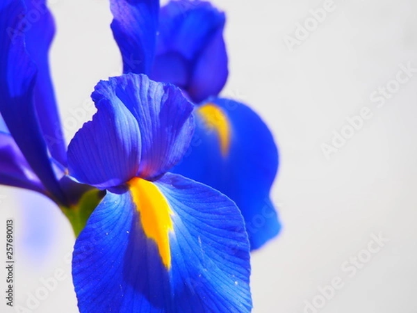 Fototapeta OLYMPUS DIGITAL CAMERA