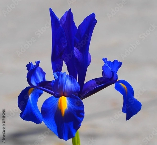 Fototapeta OLYMPUS DIGITAL CAMERA