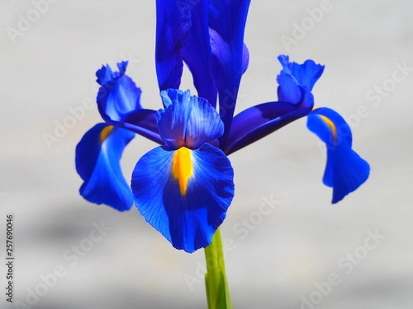 Fototapeta OLYMPUS DIGITAL CAMERA