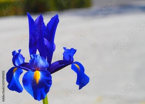 Fototapeta OLYMPUS DIGITAL CAMERA