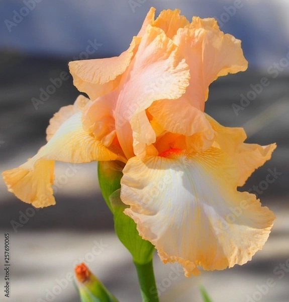 Fototapeta OLYMPUS DIGITAL CAMERA