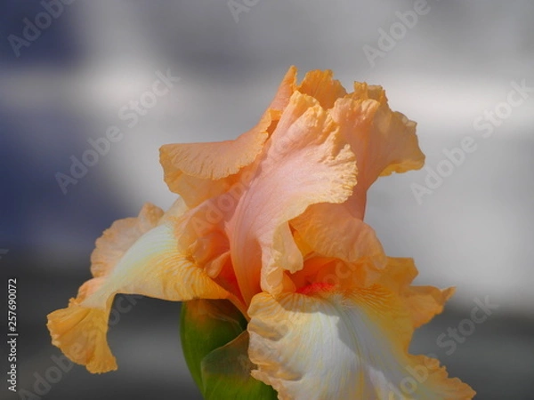 Fototapeta OLYMPUS DIGITAL CAMERA