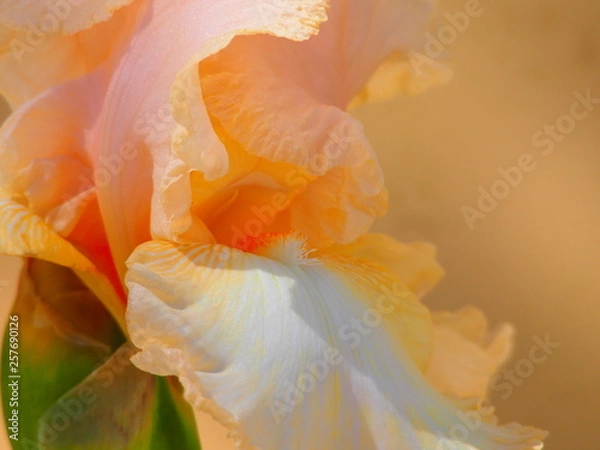 Fototapeta OLYMPUS DIGITAL CAMERA