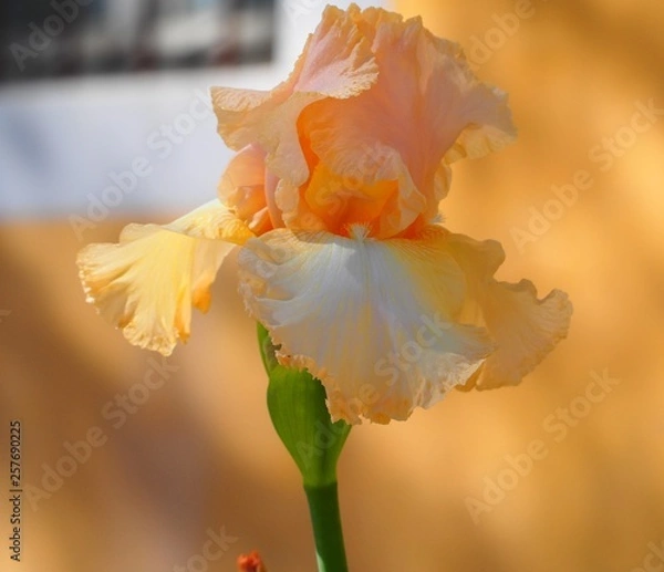 Fototapeta OLYMPUS DIGITAL CAMERA