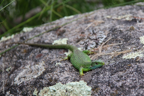 Obraz Lizard (France)