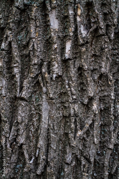 Obraz bark of a tree