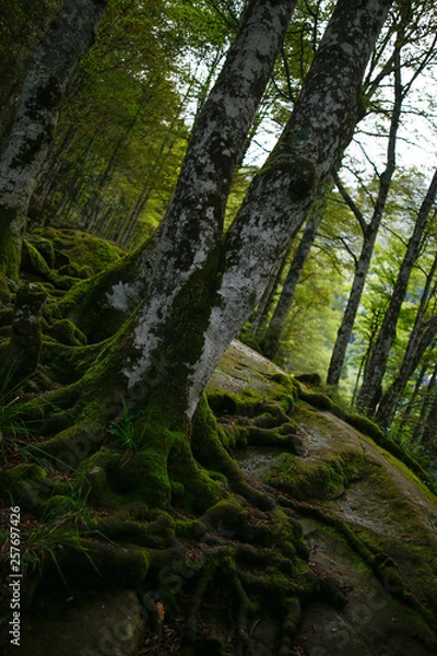 Obraz racines arbre forêt