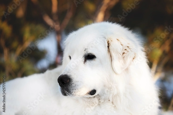 Fototapeta Beautiful and free maremmano abruzzese sheepdog. Close-up of big white fluffy dog is on the snow in the forest in winter