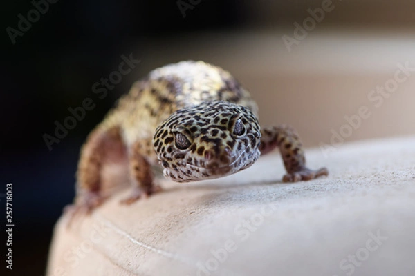 Obraz Leopard Gecko close-up