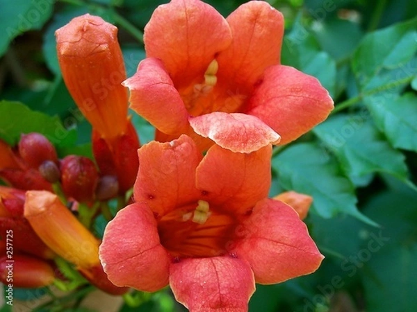 Obraz trumpet vine