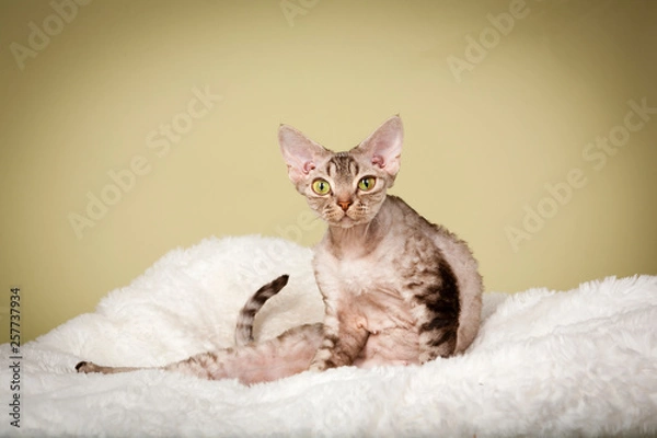 Obraz cat sitting