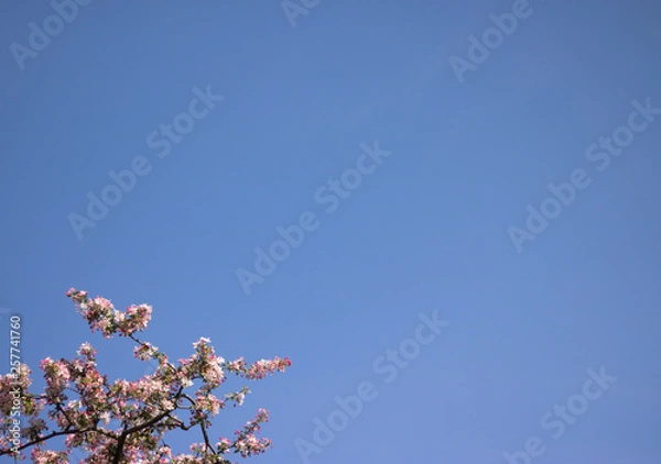 Fototapeta Nature Glory Blue Sky in Spring: Top Branches of Apple Tree Blossom Bokeh Background and Sunshine. Copy Space for Your Words. 