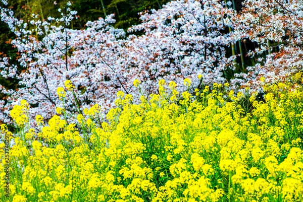 Fototapeta 魚見桜