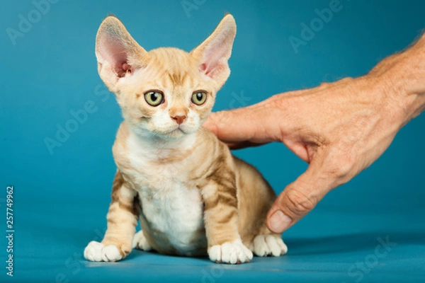 Obraz kitten being petted