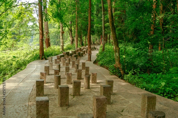 Fototapeta stepping stone meditation on a forested path