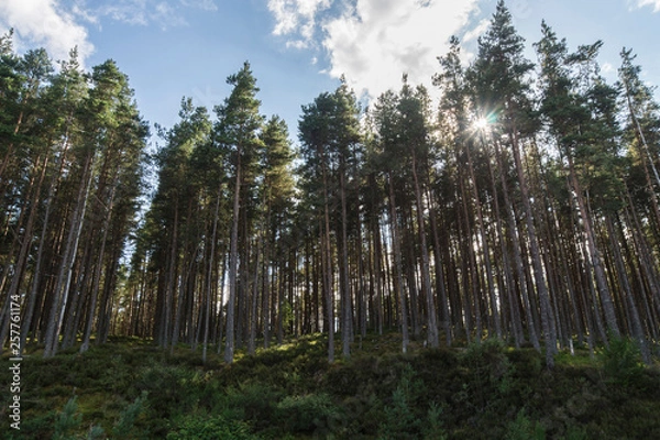 Fototapeta Douglas Fir Trees