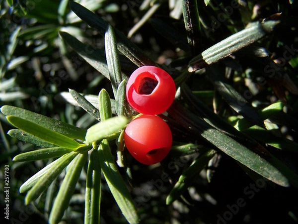 Obraz yew berries