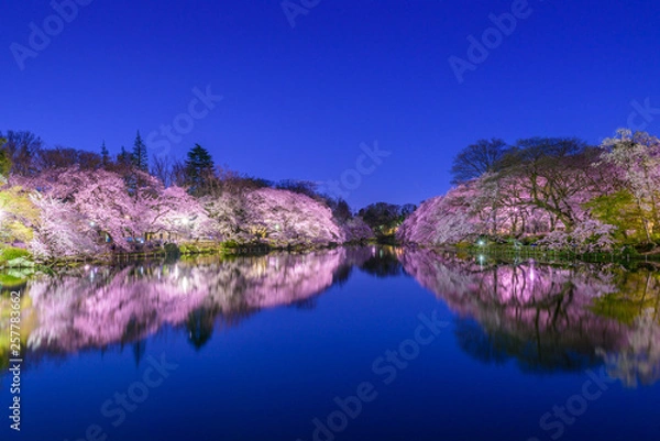 Obraz 夜桜