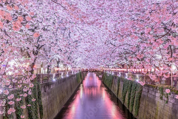 Obraz 夜桜