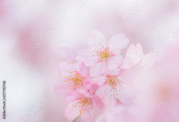 Obraz 桜