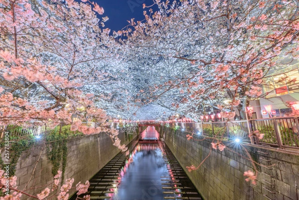 Obraz 夜桜