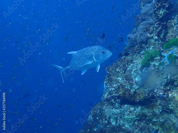 Fototapeta インド洋のアジの遊泳