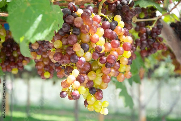 Fototapeta Bunch of green grapes on grapevine in vineyard.