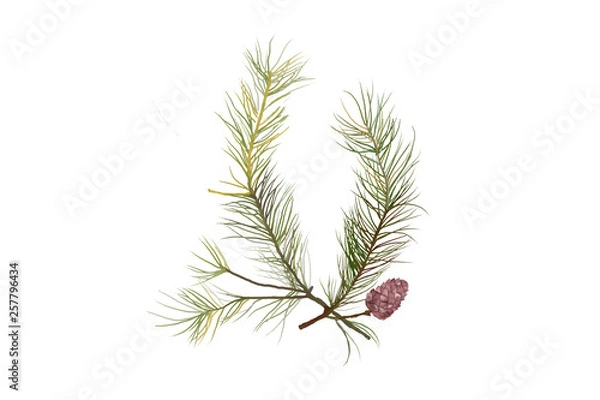Obraz pine branch with cones
