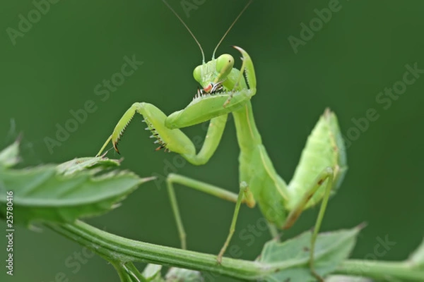 Fototapeta mantis