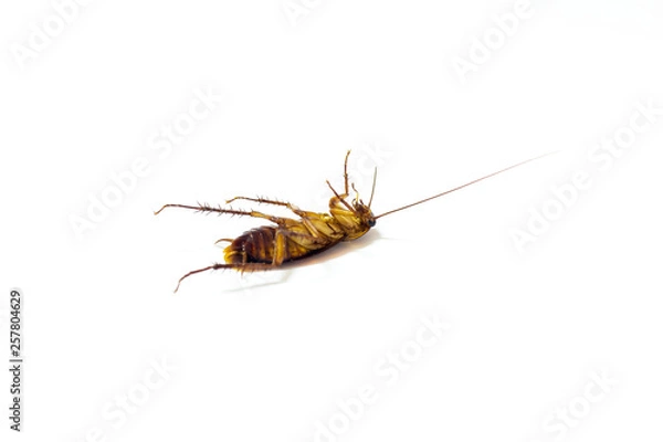 Obraz cockroach isolated on white background