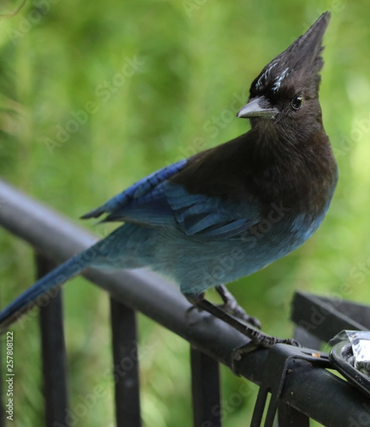 Obraz Beautiful Stellar Jay