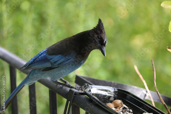 Obraz Startled Stellar