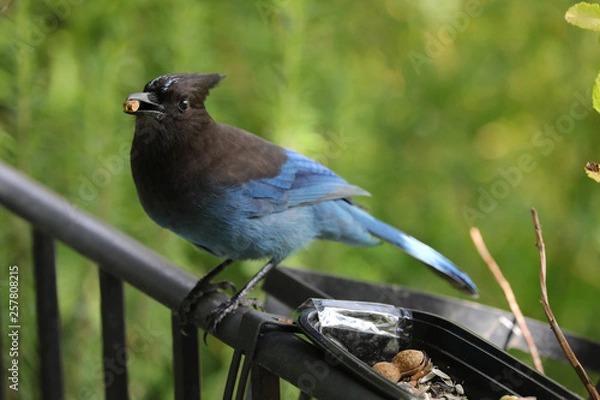Obraz Stellar Jay nibbles