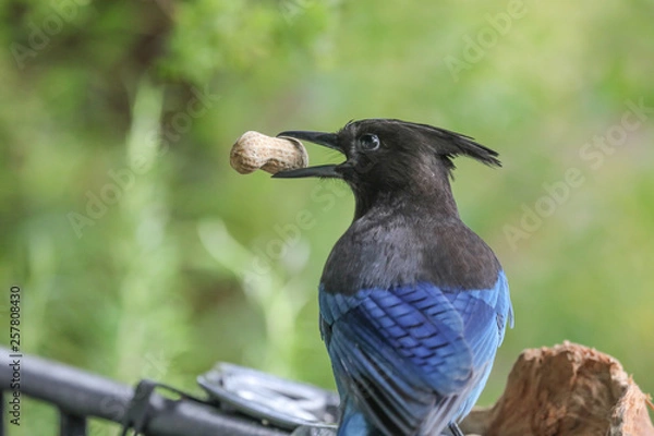 Obraz Jay and Peanut