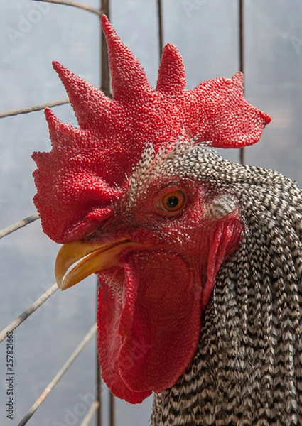 Fototapeta Profile view of the head of a rooster