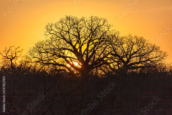 Obraz Ceibos with its voluminous trunks and twisted branches at sunset