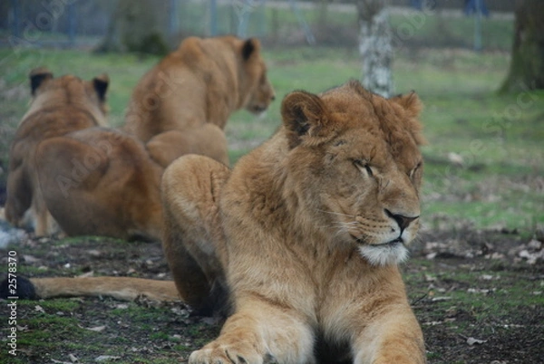 Fototapeta lionnes
