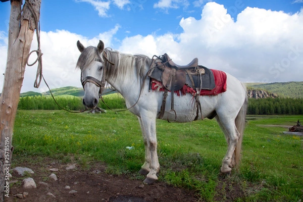 Obraz A white horse tied to a post