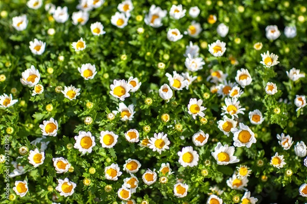 Obraz 花　植物　蝶　昆虫　熱帯　開花