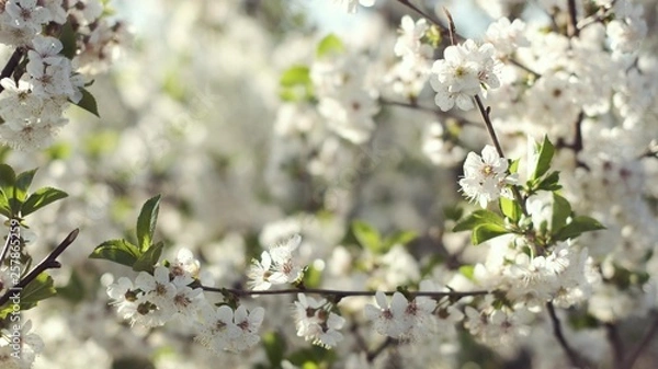 Obraz Beautiful Blooming Fruit Tree. Close-up.