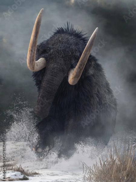 Fototapeta A raging mammoth charges at you. Crashing through the ice age snow, this pleistocene beast raises its huge tusks as it lunges forward. 3D Rendering