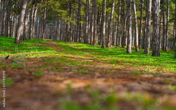 Obraz trees in forest