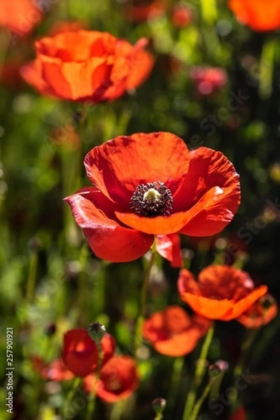 Fototapeta Poppies flower field spring time 