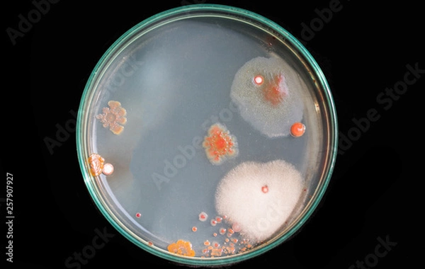 Obraz Top view soil microorganisms Nutrient agar in plate on black background.