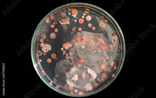 Obraz Top view soil microorganisms Nutrient agar in plate on black background.